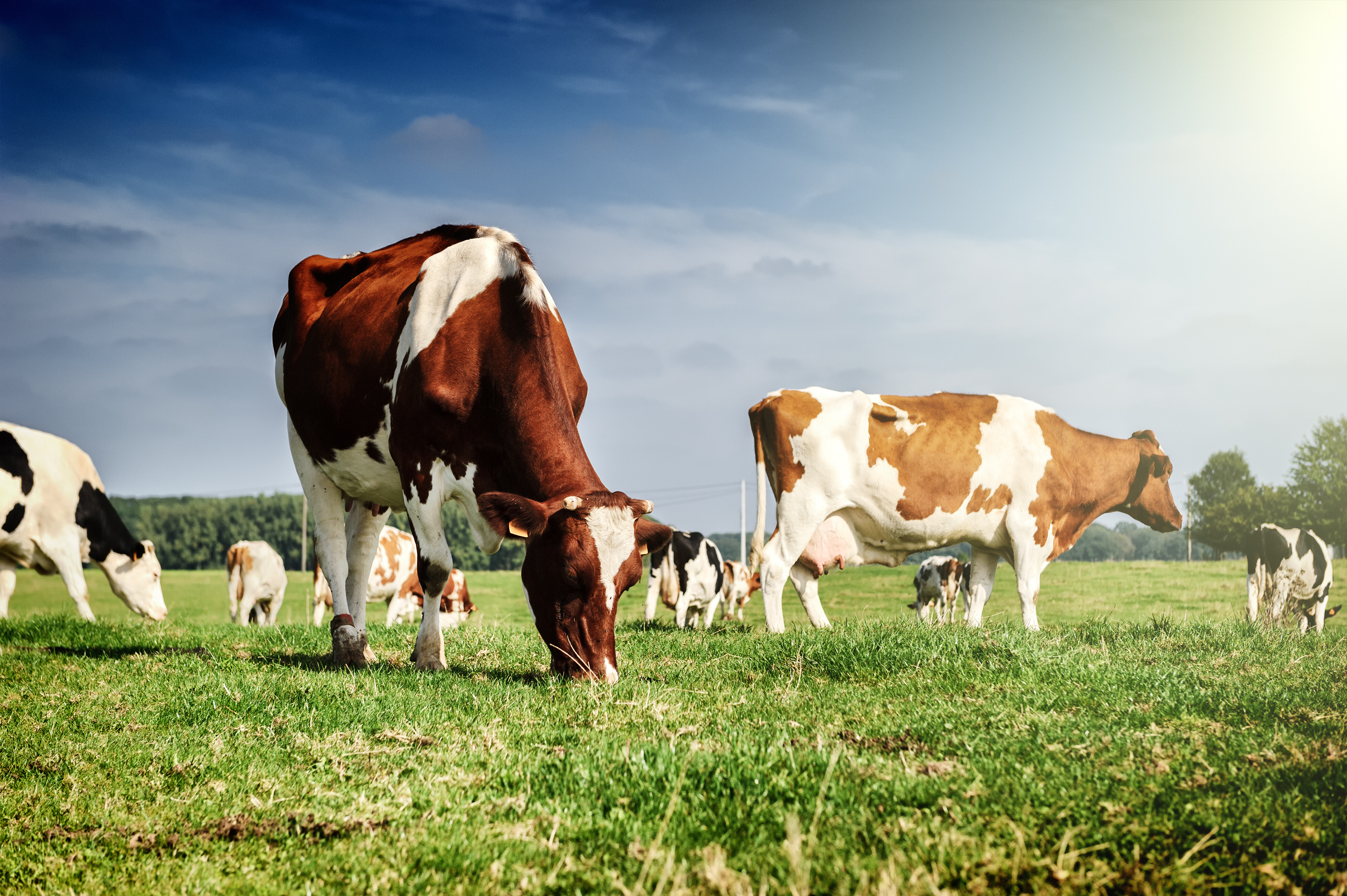 Banner 2 Agrotech